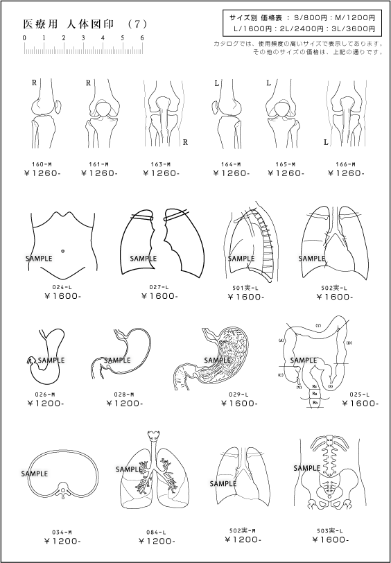 25 人体図 画像 無料の人気画像